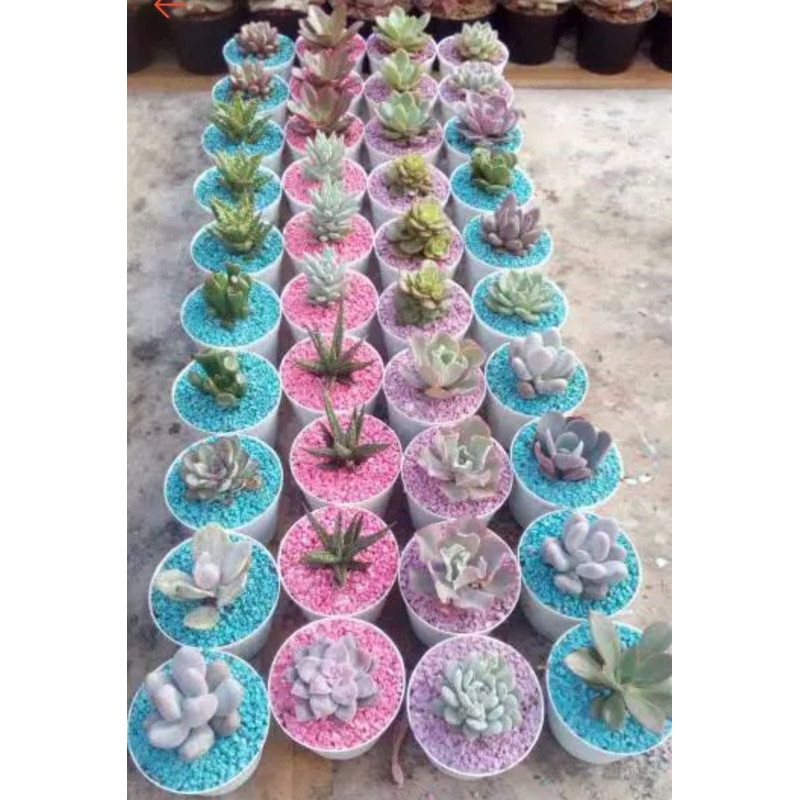 sekulen mini sekulen berwarna