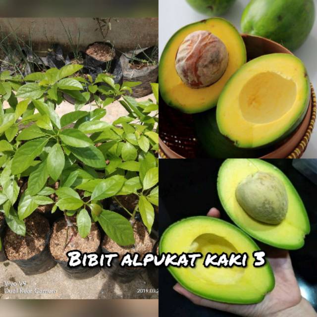 Bibit buah alpukat mentega kaki 3 super unggul
