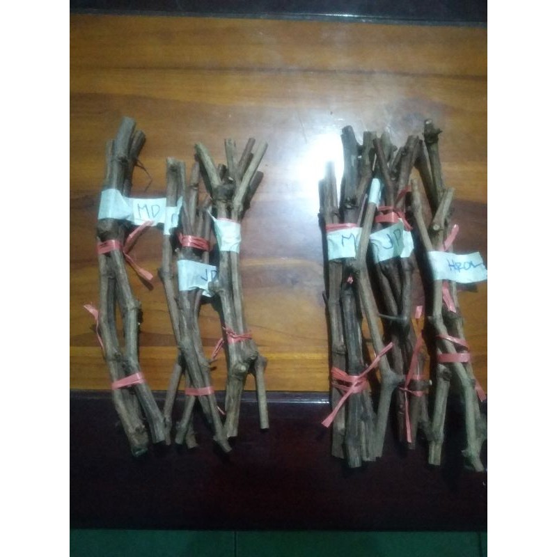 stek batang anggur impor dan lokal