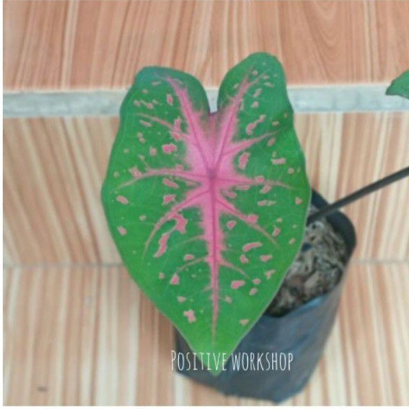 tanaman hias/caladium pink love/keladi/keladi pink love
