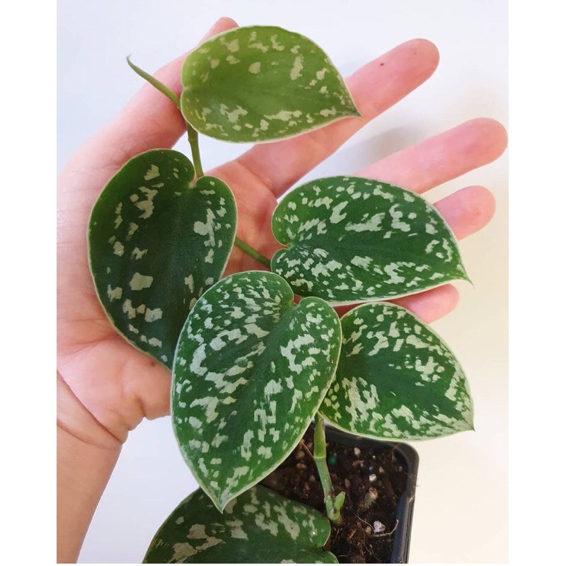 scindapsus pictus argyraeus