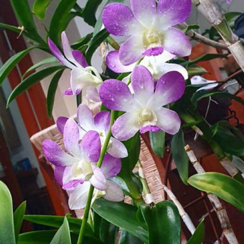 anggrek dendrobium ARINDANG