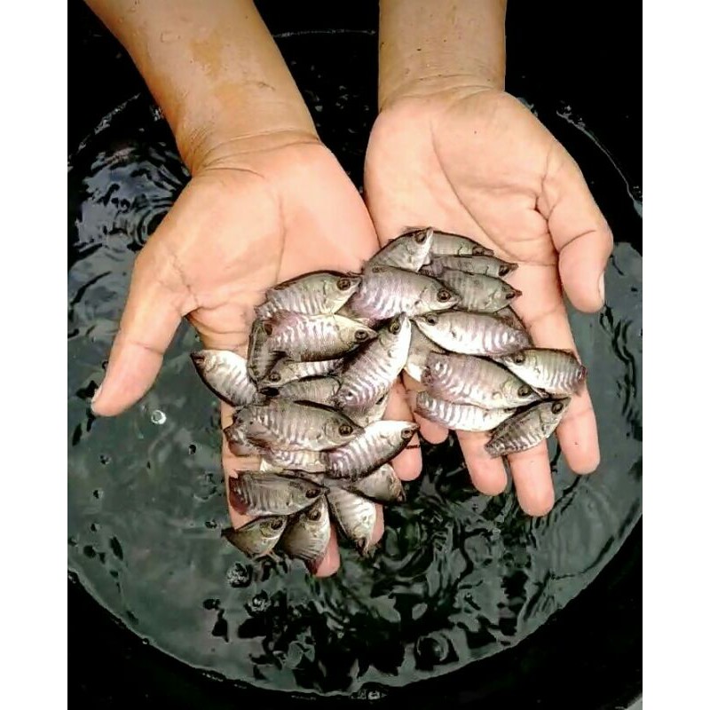 bibit ikan Gurame,soang.2jari/silet full