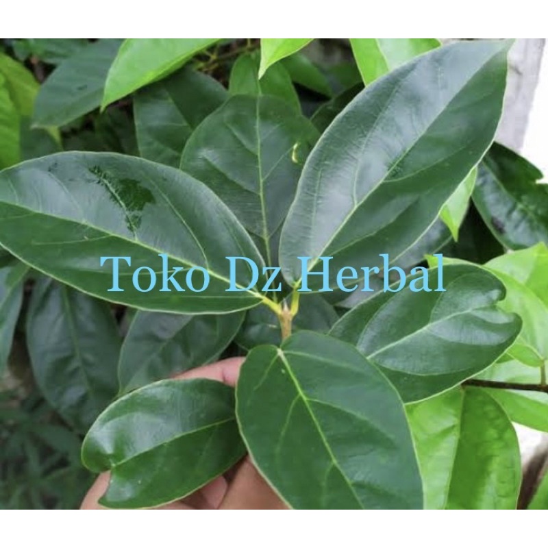 

Daun cincau hijau segar 500 gram petik langsung kirim-az