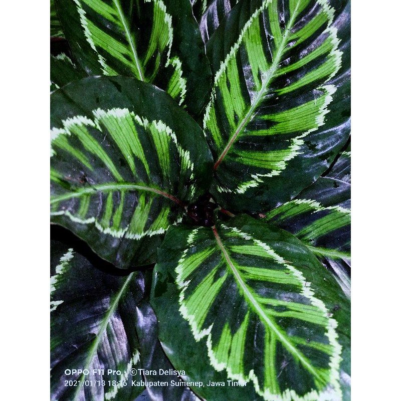 Calathea Linden