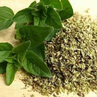 Benih Bibit Biji - Oregano Greek Herb Seeds - IMPORT