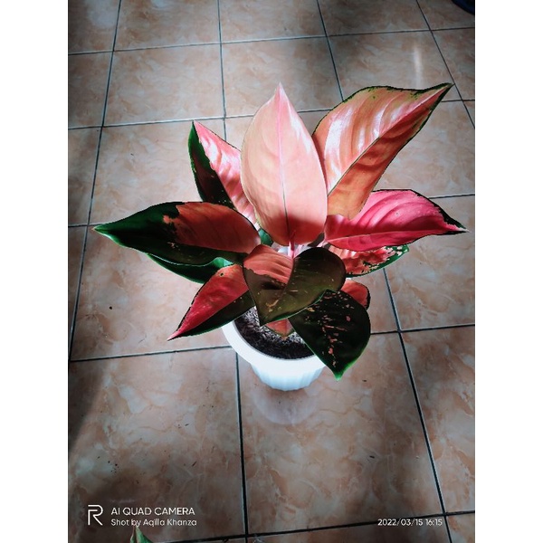 Aglonema Kocin Belang