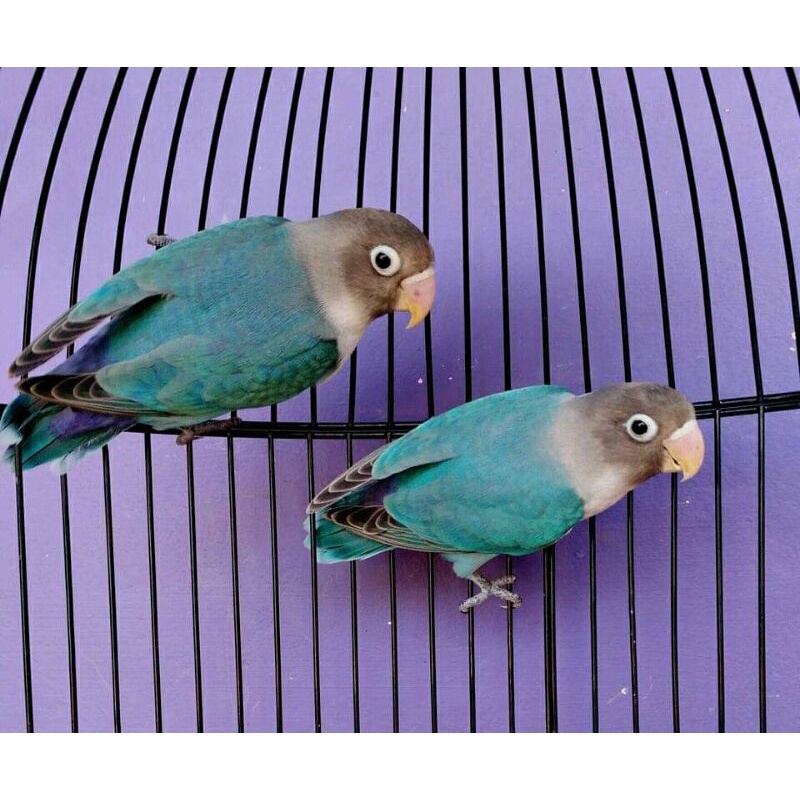 Burung Lovebird Murah Warna Biru