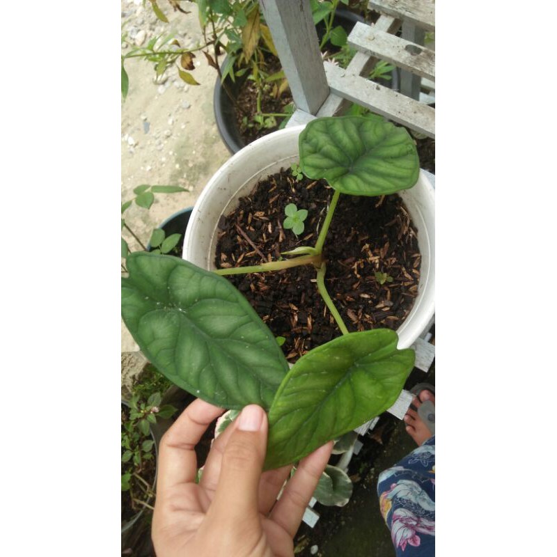 alocasia dragon scale