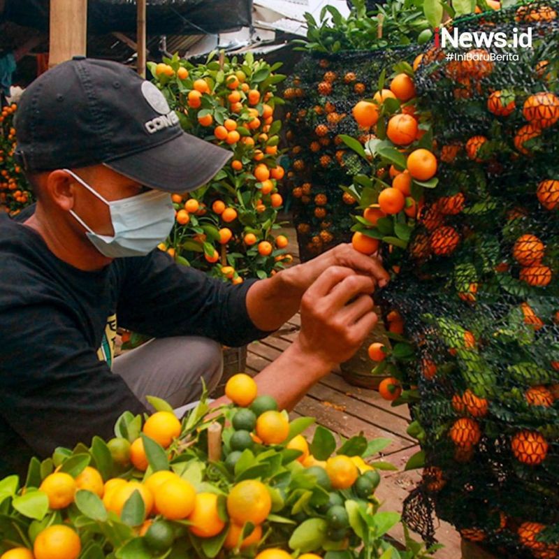 Bibit JERUK KIMKIT MADU sudah BERBUAH /berbunga |bisa ditanam dalam pot