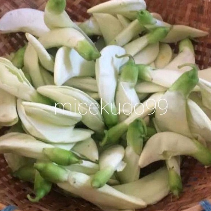 

KEMBANG TURI 500GR SEGAR / BUNGA TURI PUTIH SAYUR FRESH BALI