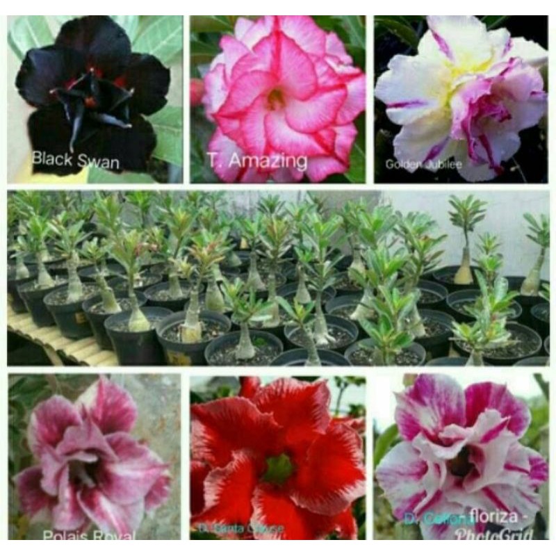

PROMO!!!!Bibit Kamboja Bunga Tumpuk Adenium 1 Paket 6 pohon