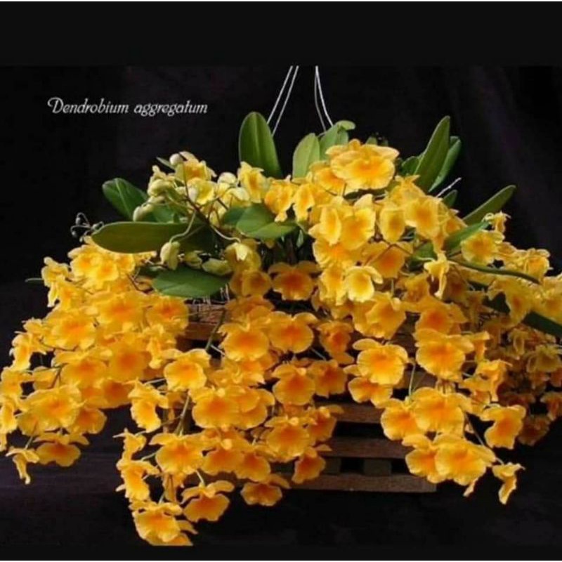 Anggrek Dendro Agregatum