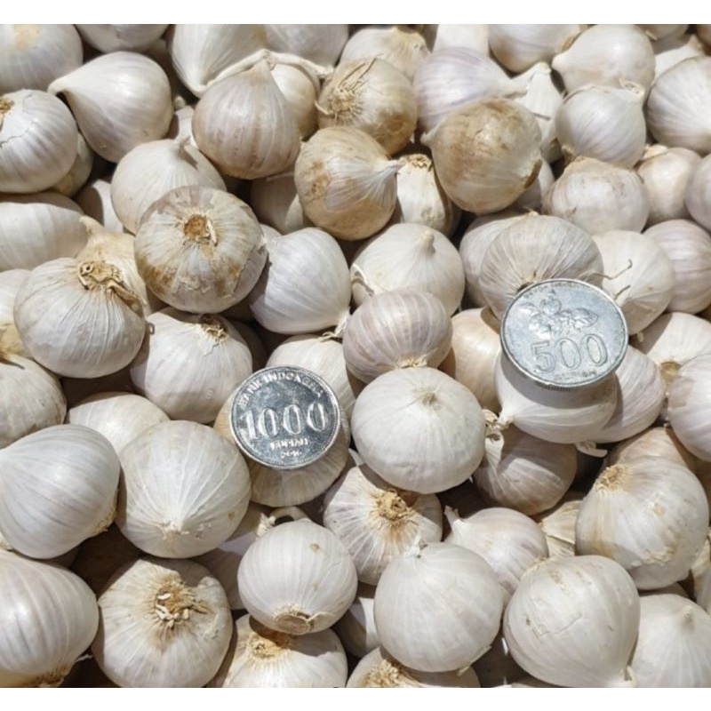 

Bawang putih Tunggal besar / Bawang Lanang 500gram.