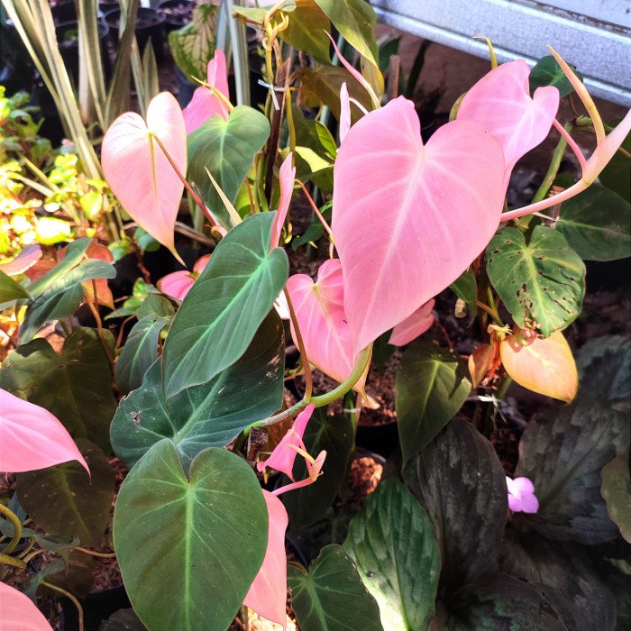 Tanaman hias philodendron micans pink - Philo micans pink - merambat