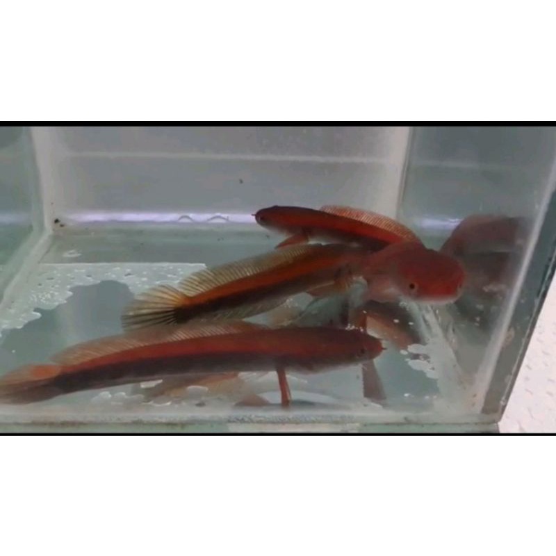 RED MARU BARITO 10-12CM MERAH