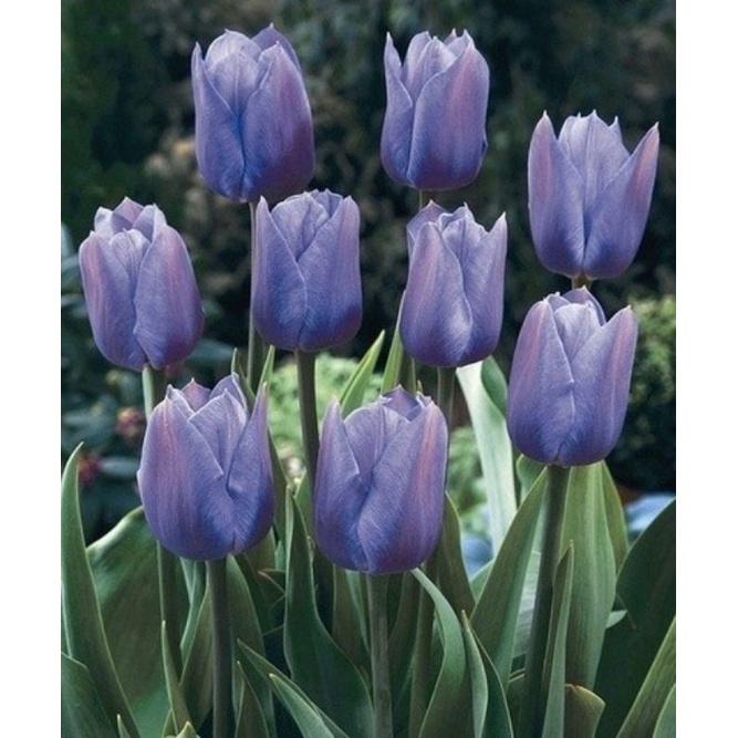 Benih Bibit Biji Bunga Tulip Ungu Violet Tulip Asli Belanda