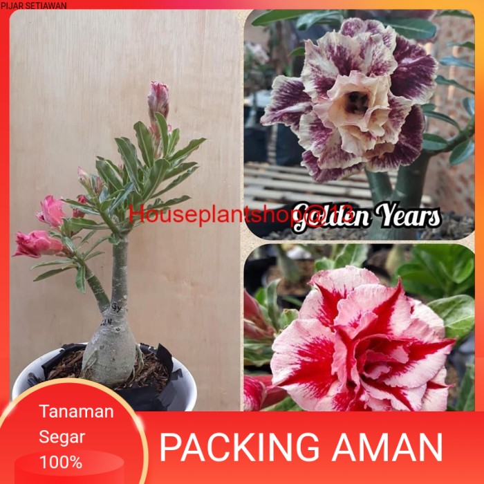 bibit kamboja adenium 1 pohon 2 warna -HPS@13