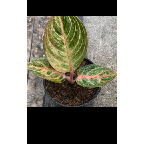 aglonema Rinjani anakan baby