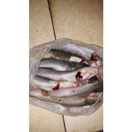 

ikan lele segar