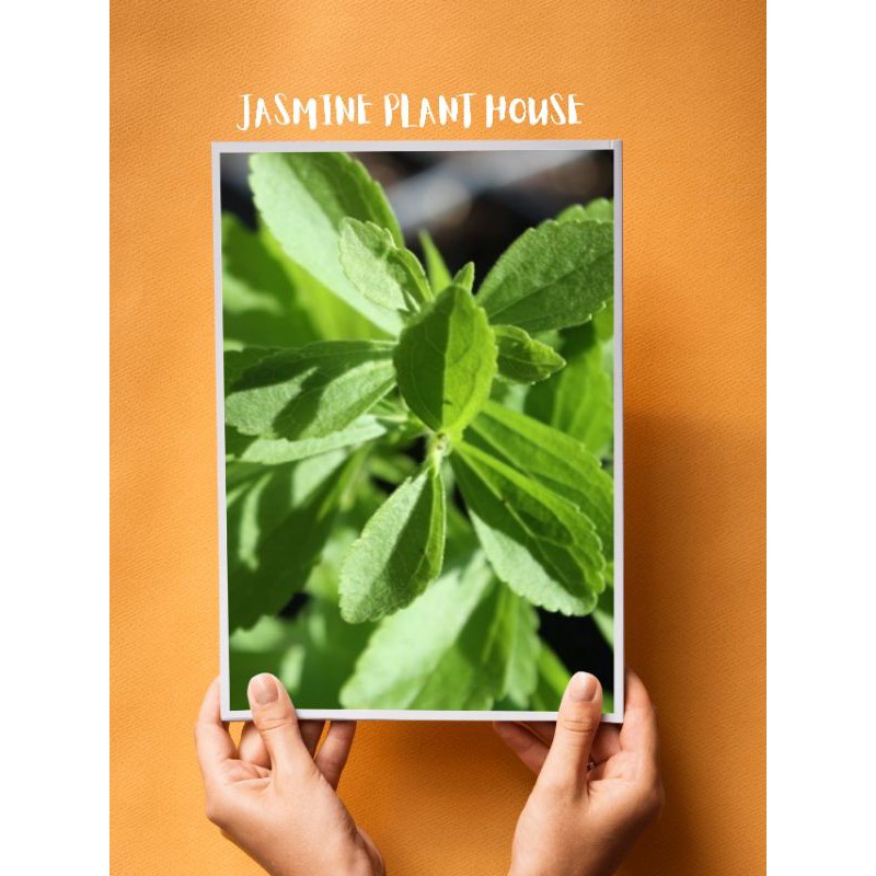 

Tanaman herbal - Stevia Pemanis alami