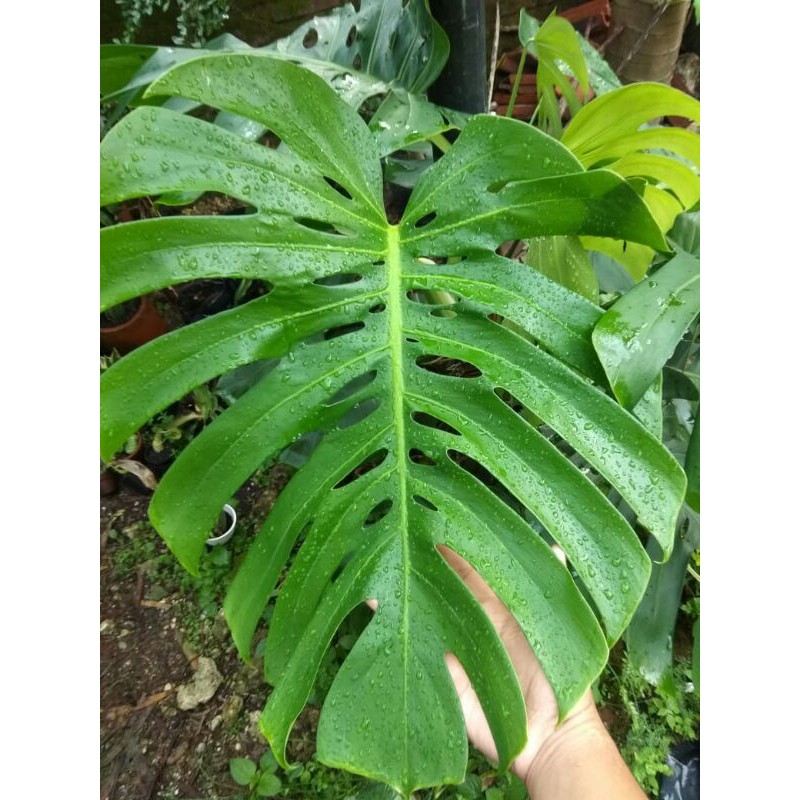 Bonggol Monstera  Deliciousa/Monstera King