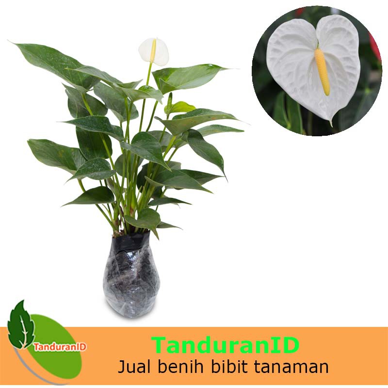 Tanaman Hias Anthurium Putih Shopee Indonesia