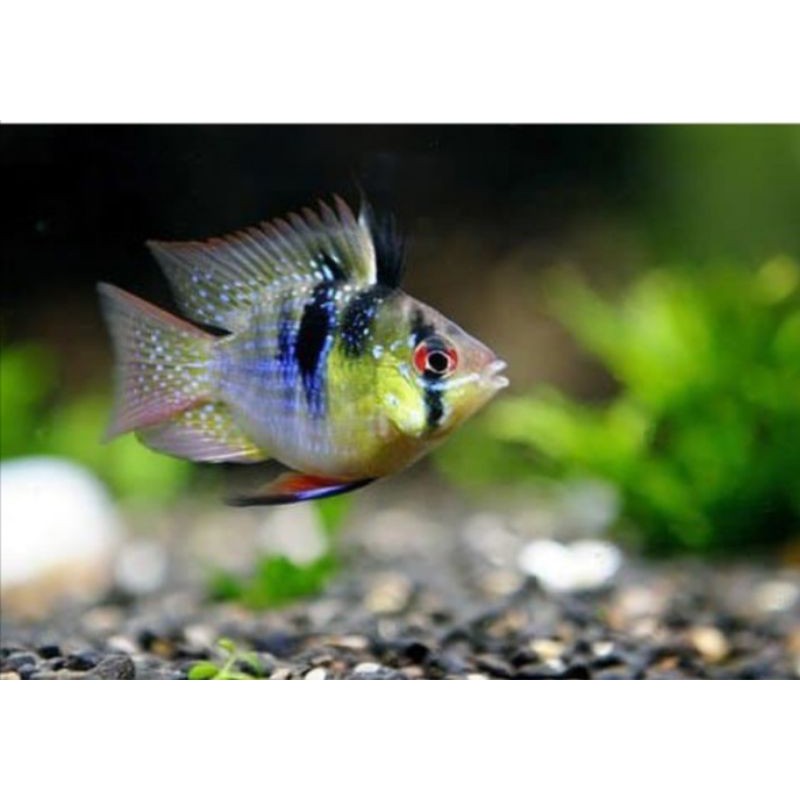 ikan hias Ramirezi german