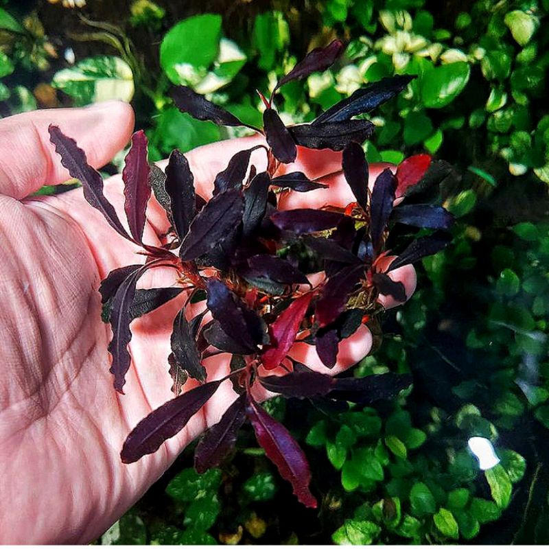 Bucephalandra Brownie Ghost 3 pcs + bonus