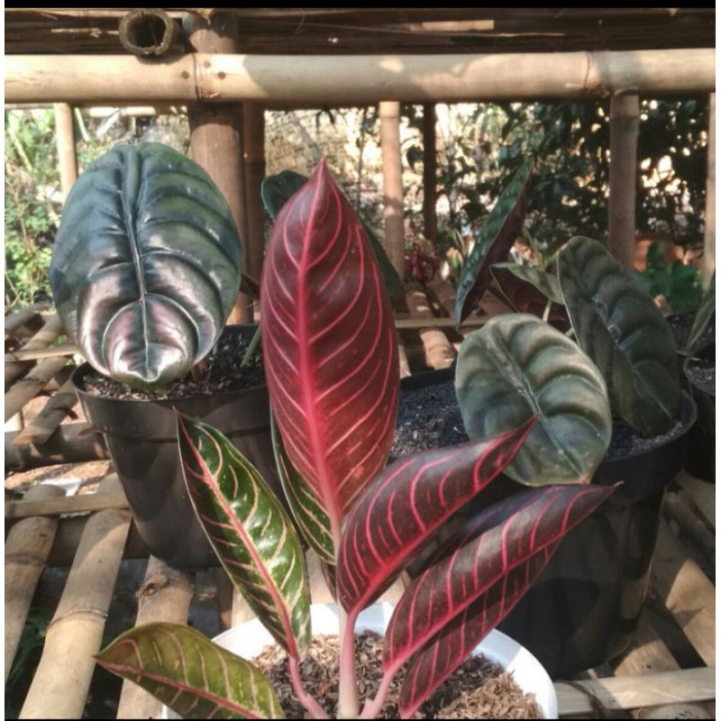 aglonema red Sumatra