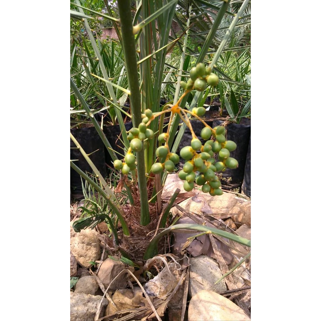 Pohon Kurma KL Thailand sudah berbuah