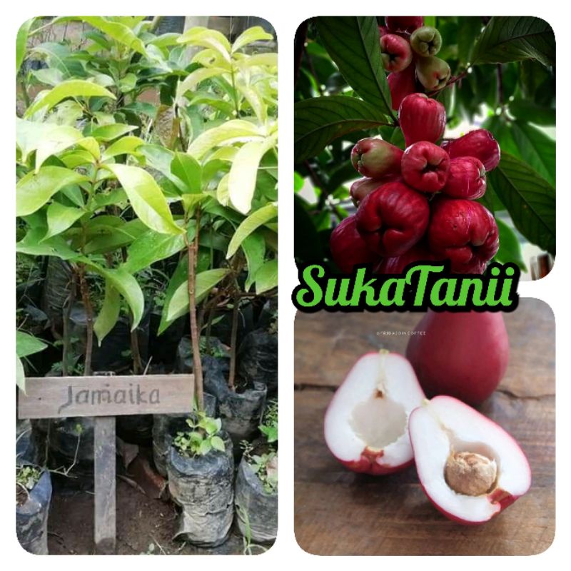 bibit jambu jamaika jambu bol okulasi