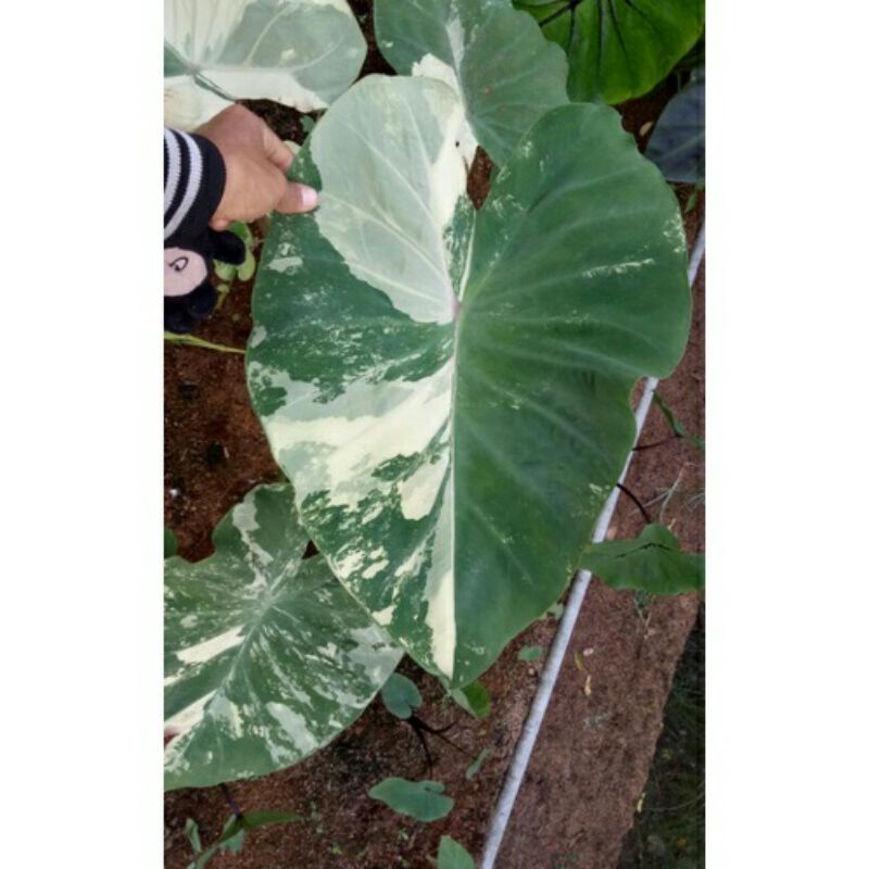 (Ukuran Besar) Colocasia Yellow Splash Ori Import