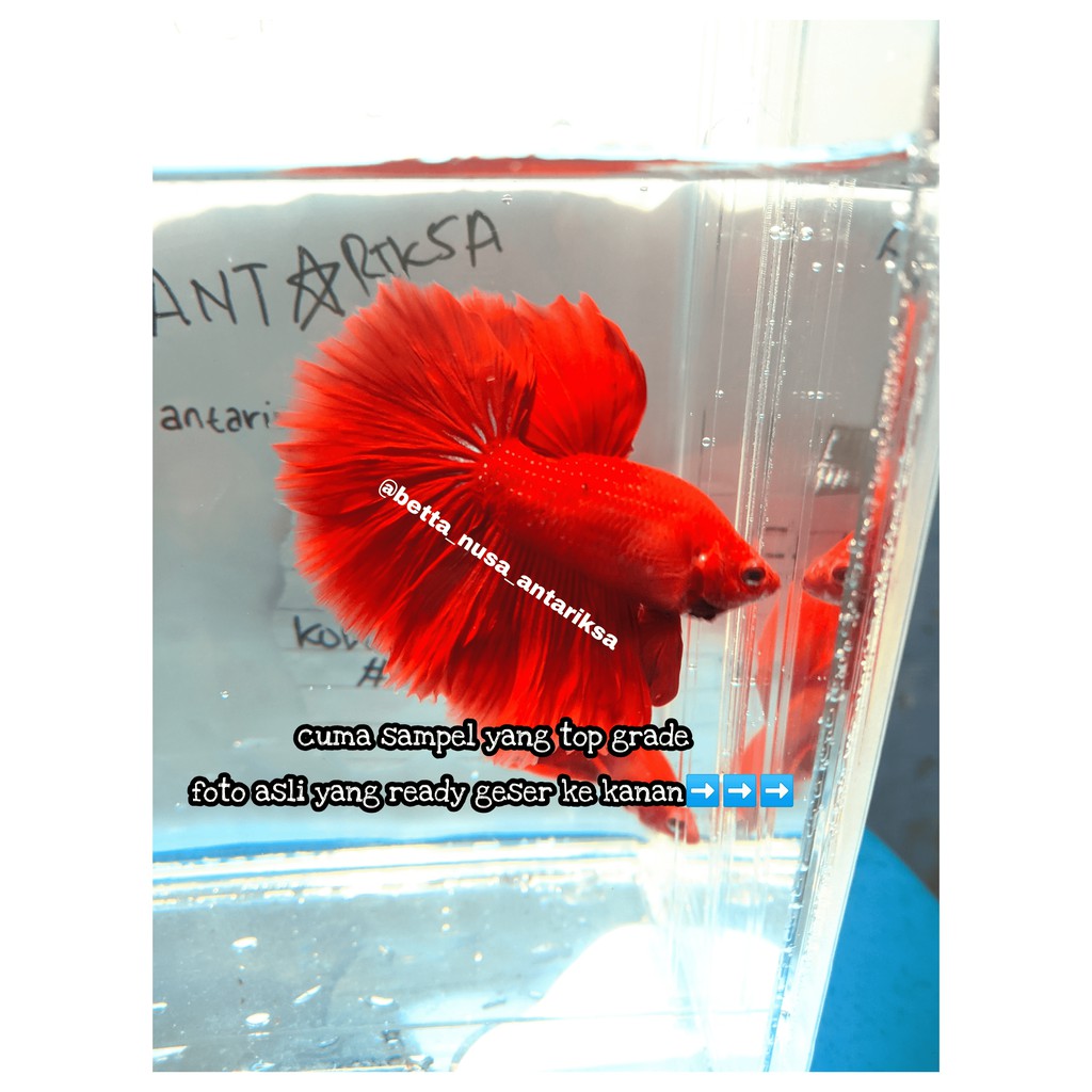 

PAKET SEPASANG/SEPAIR Halfmoon Super Red - Jantan+Betina - Ikan Cupang