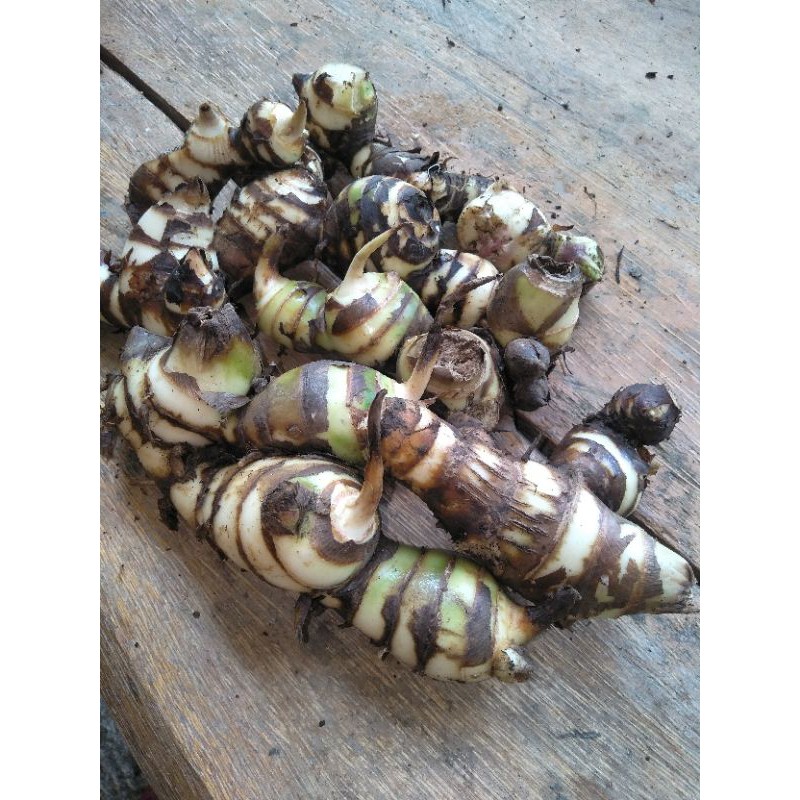 

jual umbi ganyong fres500kg