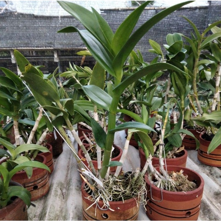 Dendrobium dewasa besar