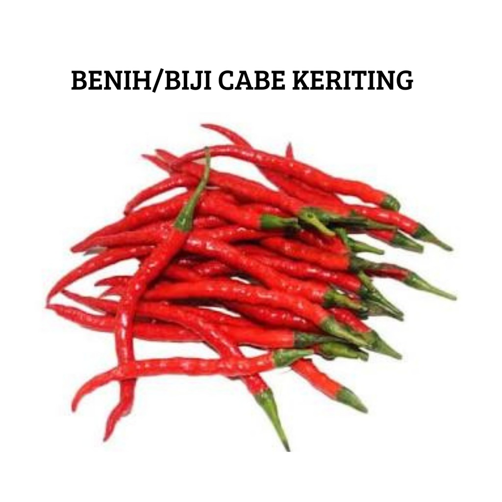 Benih Biji Cabe Kriting
