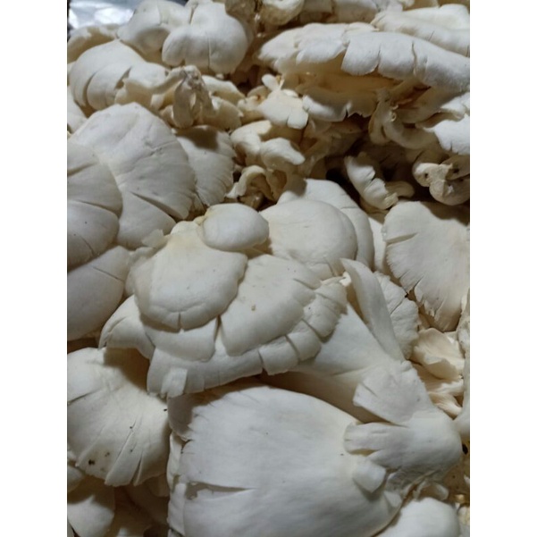 

Harga Pasar !! Jamur Tiram 200gram