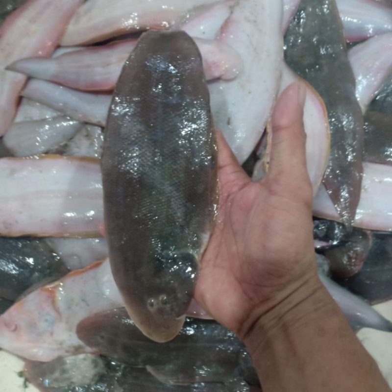 

ikan lidah