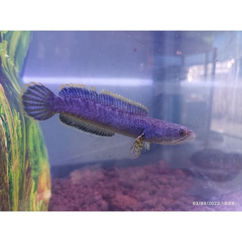 limbata 12-15cm