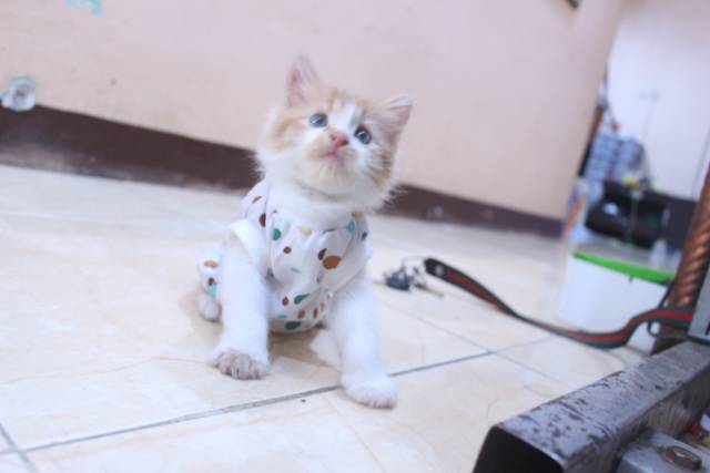 Baju katun motif polkadot lucu untuk kucing dan anjing / baju kucing murah size S M L XL