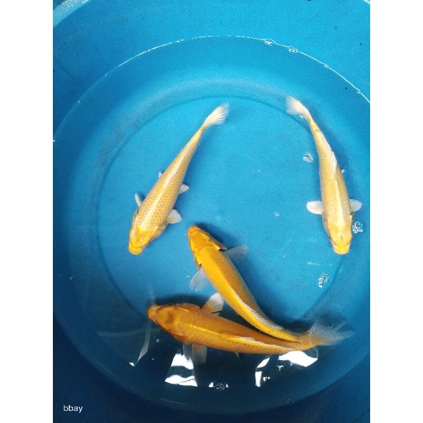 Ikan Koi Murah - Koi Polosan Ukuran 8-12 cm - Ikan Koi Blitar - Ikan Hias - Ikan Koi