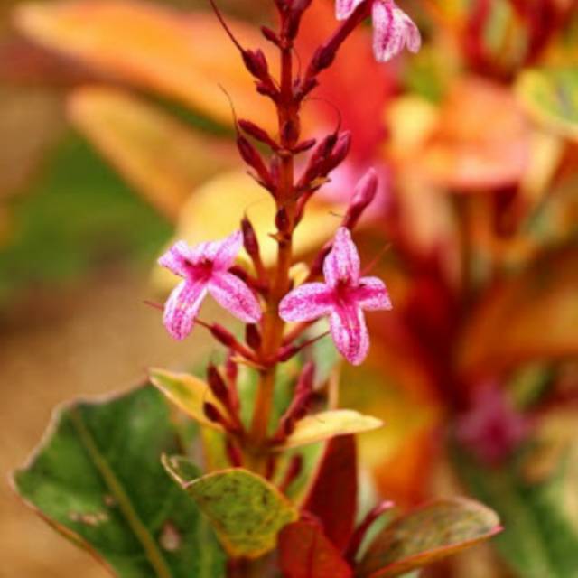 Tanaman Melati Jepang Merah