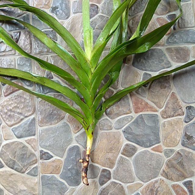 Anggrek Vanda Dewasa Jumbo (tricolor)