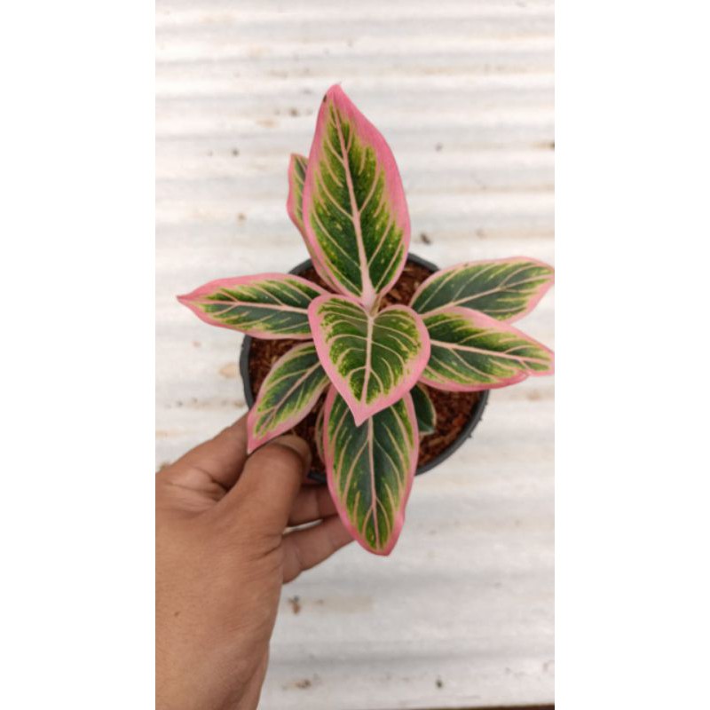 aglaonema Lotus remaja