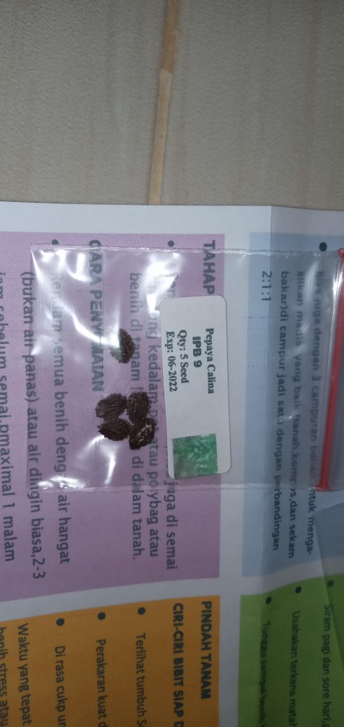 5 Biji - Benih Paprika Merah Red Star F1, Bibit Paprika F1 Cocok Disemua Dataran