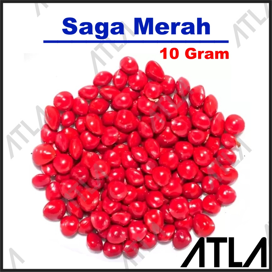 Benih Saga Merah 10 gram Bibit Tanaman Biji Saga Pohon Buah Herbal