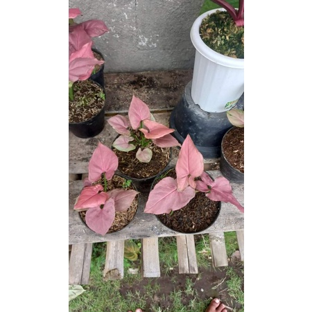 TANAMAN HIAS SYNGONIUM PINK - TANAMAN HIAS HIDUP INDOOR