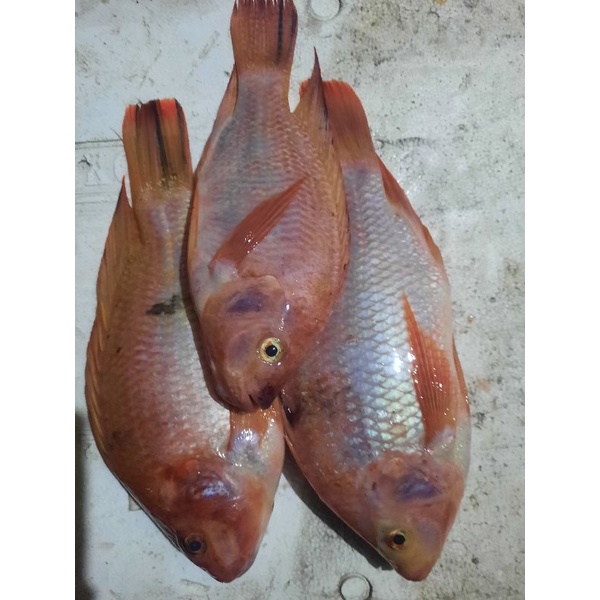 

ikan nila merah fress TOP