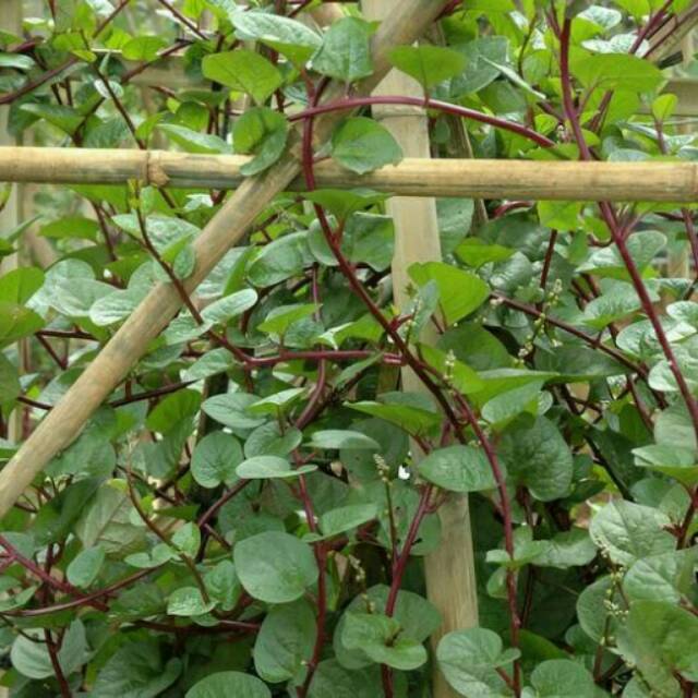 

Promo 1 kg daun binahong merah banyak manfaat